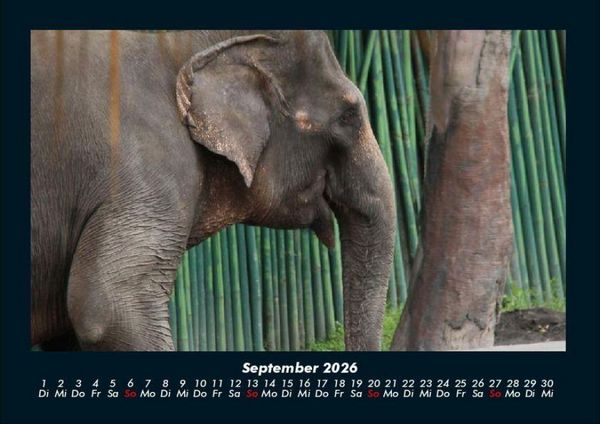 Produktbild: Elefanten - Die sanften Riesen Afrikas 2026 Fotokalender DIN A4