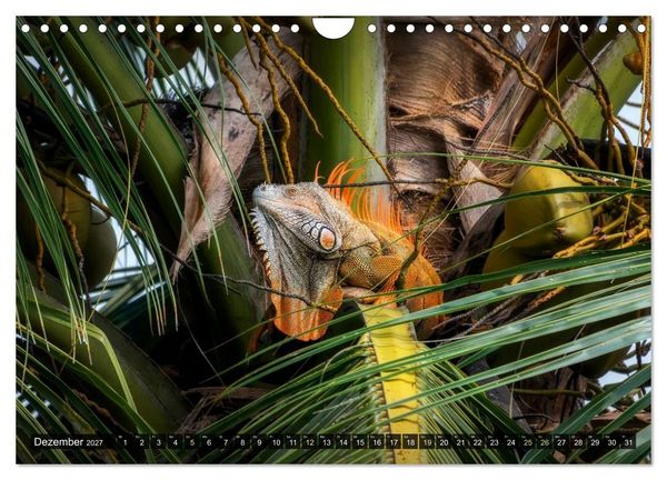 Produktbild: Naturwelt Mittelamerika (Wandkalender 2027 DIN A4 quer), CALVENDO Monatskalender