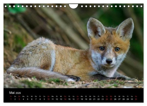 Produktbild: F&uuml;chse in freier Natur (Wandkalender 2026 DIN A4 quer), CALVENDO Monatskalender