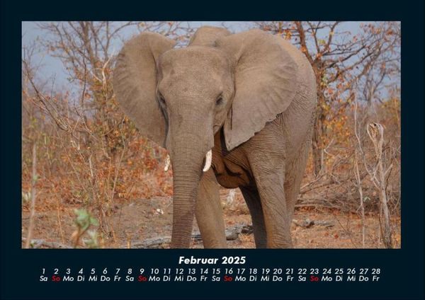 Produktbild: Der Elefantenkalender 2025 Fotokalender DIN A4