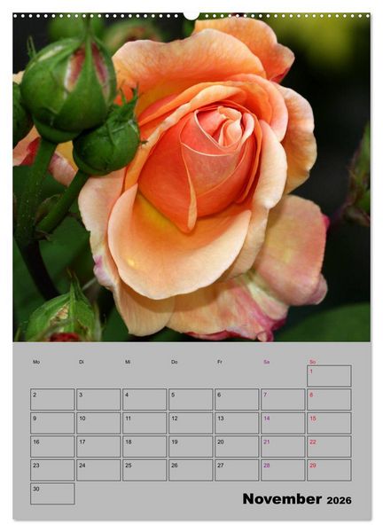 Produktbild: Rosen - Symbol der Liebe und Verehrung (hochwertiger Premium Wandkalender 2026 DIN A2 hoch), Kunstdruck in Hochglanz
