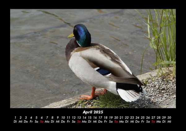 Produktbild: Enten 2025 Fotokalender DIN A3