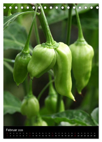 Produktbild: Chilis - H&ouml;llisch scharfe Fr&uuml;chtchen (Tischkalender 2026 DIN A5 hoch), CALVENDO Monatskalender