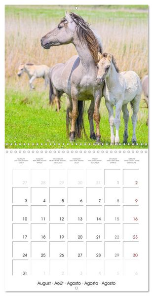 Produktbild: Konik horses (Wall Calendar 2026 12 &times; 12 Inch) CALVENDO 12 Month Wall Calendar