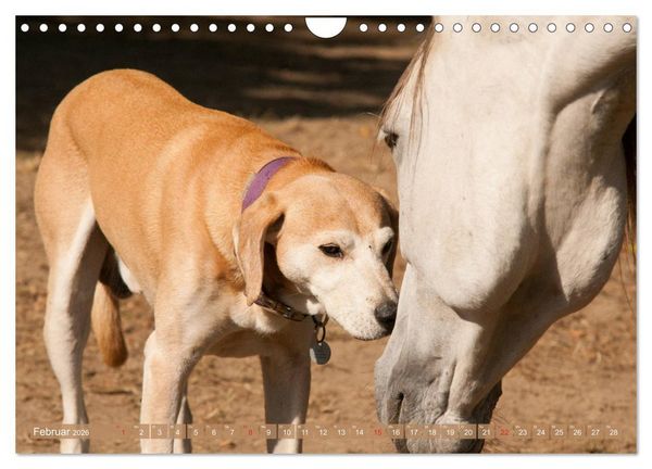Produktbild: Pferd und Hund - Vierbeinige Freunde (Wandkalender 2026 DIN A4 quer), CALVENDO Monatskalender