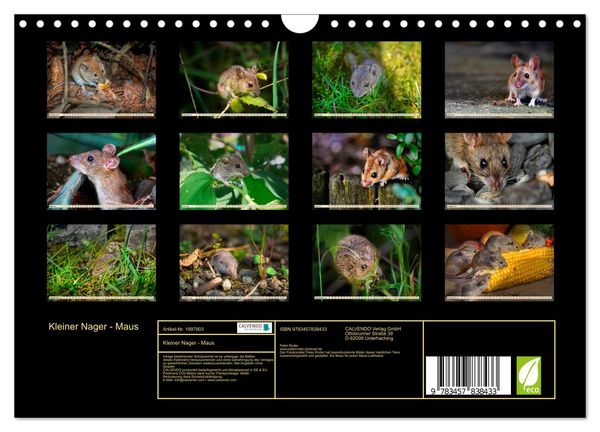 Produktbild: Kleiner Nager - Maus (Wandkalender 2026 DIN A4 quer), CALVENDO Monatskalender