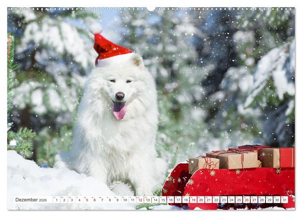 Produktbild: Der Samojede - Sch&ouml;nheit des Nordens (hochwertiger Premium Wandkalender 2026 DIN A2 quer), Kunstdruck in Hochglanz