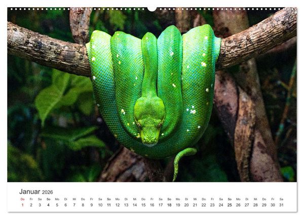 Produktbild: Reptilien - Tierische Farbenpracht (hochwertiger Premium Wandkalender 2026 DIN A2 quer), Kunstdruck in Hochglanz