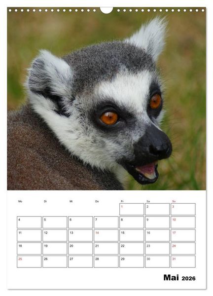 Produktbild: Katta Terminplaner (Wandkalender 2026 DIN A3 hoch), CALVENDO Monatskalender