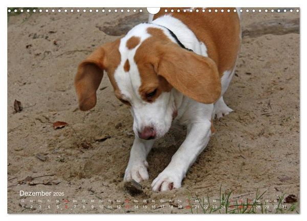 Produktbild: Beagle (Wandkalender 2026 DIN A3 quer), CALVENDO Monatskalender