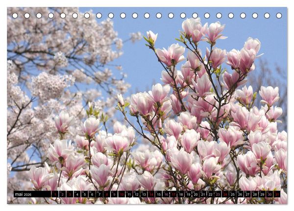 Produktbild: Magnolias en fleur (Calendrier de bureau 2026 DIN A5 vertical), CALVENDO calendrier mensuel