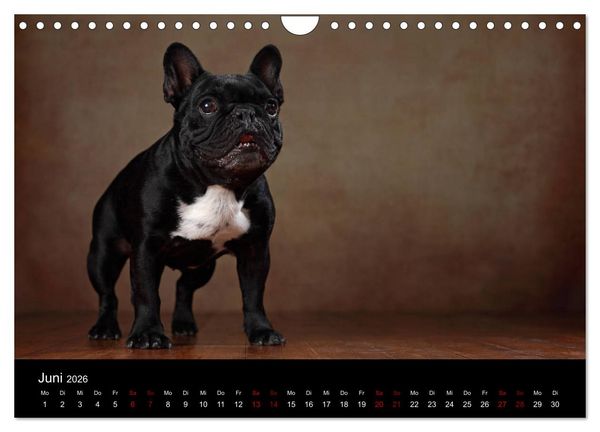 Produktbild: Charme auf vier Pfoten - Franz&ouml;sische Bulldoggen Portraits (Wandkalender 2026 DIN A4 quer), CALVENDO Monatskalender