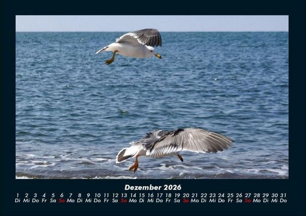 Produktbild: M&ouml;wen 2026 Fotokalender DIN A4