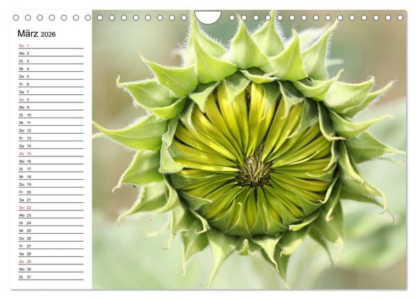 Produktbild: Sonnenblumen Impressionen (Wandkalender 2026 DIN A4 quer), CALVENDO Monatskalender