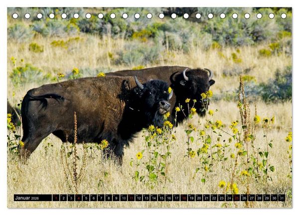 Produktbild: Wisent und Bison (Tischkalender 2026 DIN A5 quer), CALVENDO Monatskalender