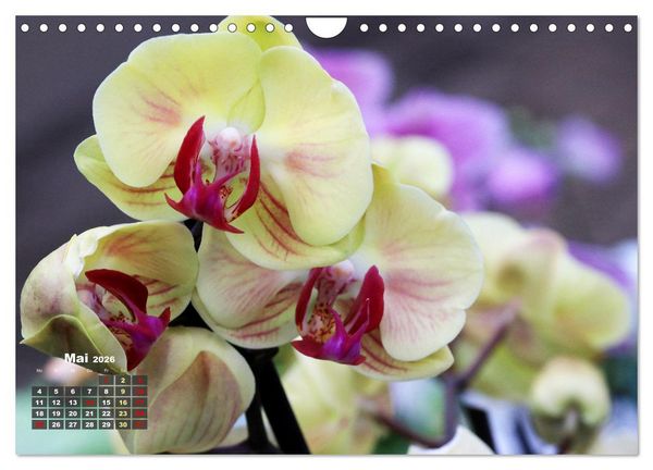 Produktbild: Pr&auml;chtige Orchideen (Wandkalender 2026 DIN A4 quer), CALVENDO Monatskalender