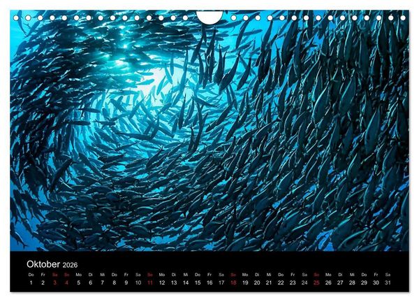Produktbild: Fischschw&auml;rme (Wandkalender 2026 DIN A4 quer), CALVENDO Monatskalender
