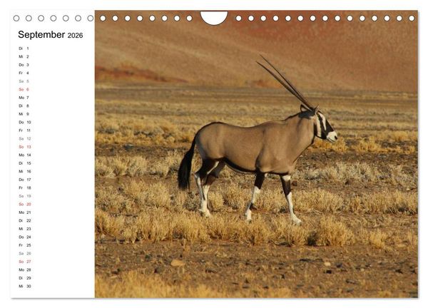 Produktbild: Namibia - Tierische Vielfalt (Planer) (Wandkalender 2026 DIN A4 quer), CALVENDO Monatskalender