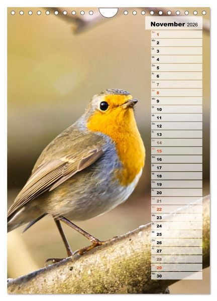 Produktbild: Niedliche Rotkehlchen (Wandkalender 2026 DIN A4 hoch), CALVENDO Monatskalender