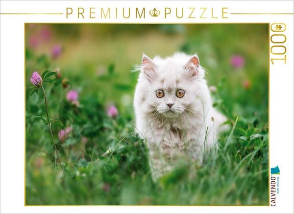 CALVENDO Puzzle Ein Motiv aus dem Kalender Kittens - Britisch Kurzhaar Katzenkinder | 1000 Teile Lege-Größe 64x48cm Foto-Puzzle für glückliche Stunden