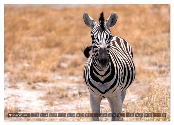 Produktbild: Namibia und Botswana - Entdeckungen in der Weite Afrikas (hochwertiger Premium Wandkalender 2026 DIN A2 quer), Kunstdruck in Hochglanz
