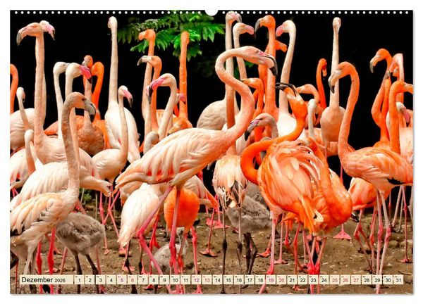 Produktbild: Flamingos - elegante Sch&ouml;nheiten (hochwertiger Premium Wandkalender 2026 DIN A2 quer), Kunstdruck in Hochglanz