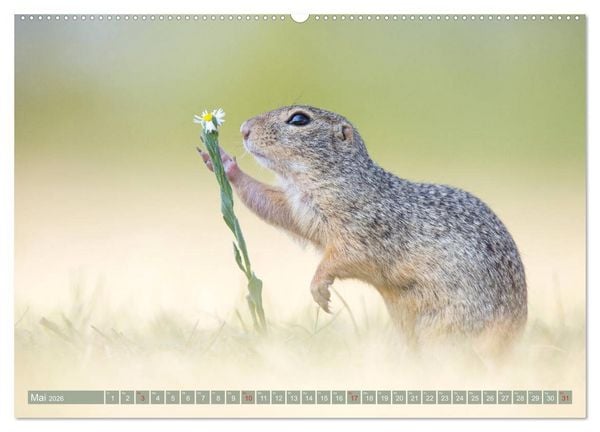 Produktbild: Liebenswerte Ziesel - vom Aussterben bedrohte Nagetiere (Wandkalender 2026 DIN A2 quer), CALVENDO Monatskalender