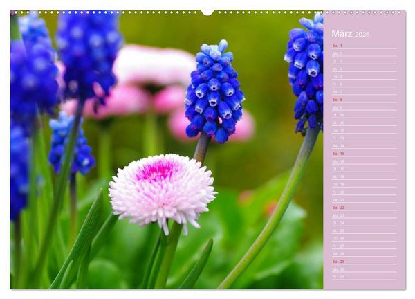 Produktbild: Blumenfreude (hochwertiger Premium Wandkalender 2026 DIN A2 quer), Kunstdruck in Hochglanz