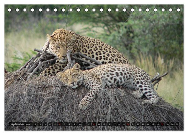 Produktbild: Raubkatzen. Wild, sch&ouml;n und kraftvoll (Tischkalender 2026 DIN A5 quer), CALVENDO Monatskalender