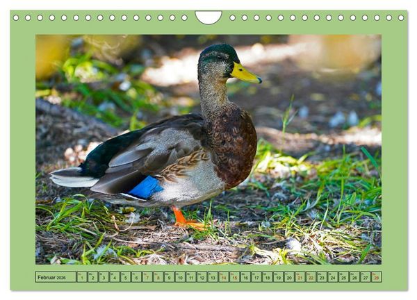 Produktbild: Faszination Stadtpark Odense (Wandkalender 2026 DIN A4 quer), CALVENDO Monatskalender
