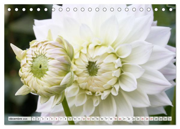 Produktbild: Plaisir des fleurs (Calendrier de bureau 2026 DIN A5 vertical), CALVENDO calendrier mensuel