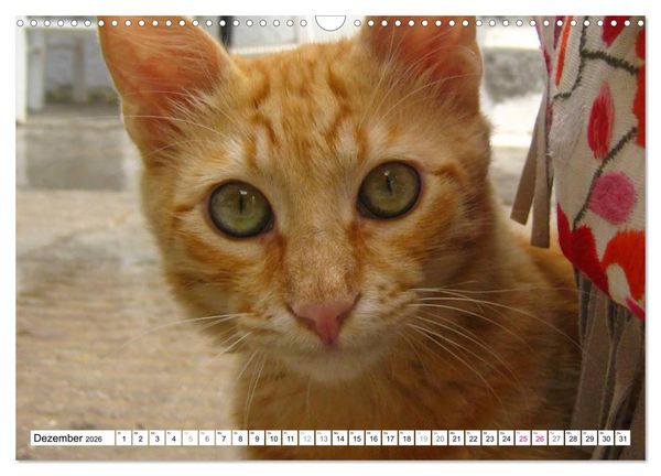 Produktbild: Katzen der Kykladen (Wandkalender 2026 DIN A3 quer), CALVENDO Monatskalender