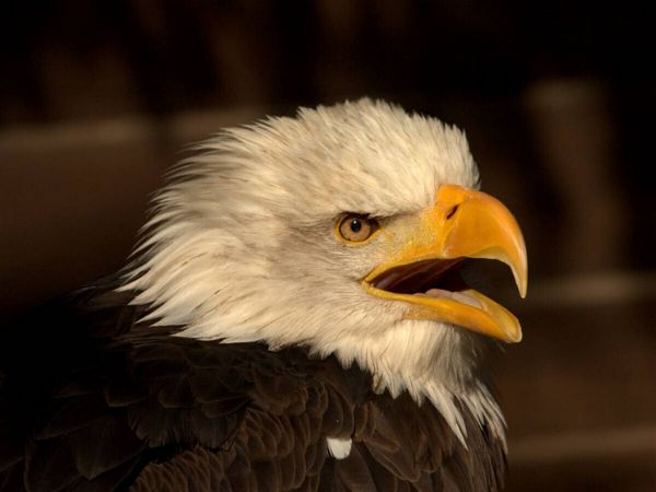 Produktbild: CALVENDO Puzzle Greifv&ouml;gel - Der Wei&szlig;kopfseeadler | 1000 Teile Lege-Gr&ouml;&szlig;e 64x48cm Foto-Puzzle f&uuml;r gl&uuml;ckliche Stunden