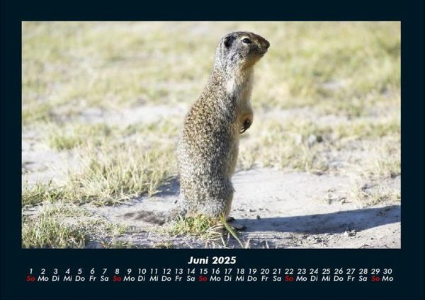 Produktbild: Tiere in der Wildnis 2025 Fotokalender DIN A4