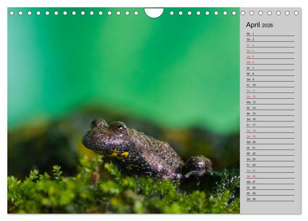 Produktbild: Salamander und Co. (Wandkalender 2026 DIN A4 quer), CALVENDO Monatskalender