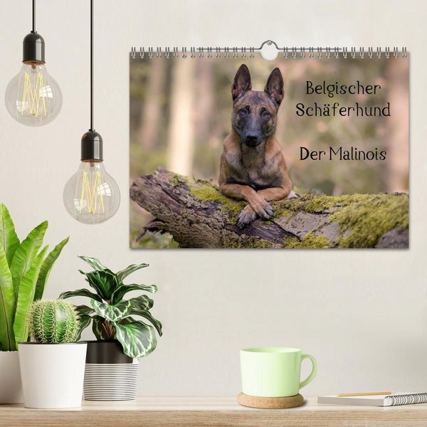 Produktbild: Belgischer Sch&auml;ferhund - Der Malinois (Wandkalender 2027 DIN A4 quer), CALVENDO Monatskalender