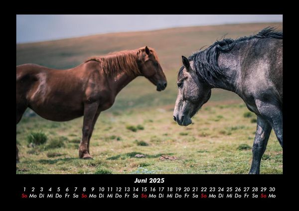 Produktbild: Die Welt der Pferde 2025 Fotokalender DIN A3