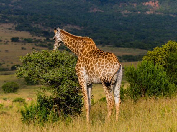 Produktbild: CALVENDO Puzzle Von oben her wird gefressen, Ihtala Game Reserve, S&uuml;dafrika | 1000 Teile Lege-Gr&ouml;&szlig;e 64x48cm Foto-Puzzle f&uuml;r gl&uuml;ckliche Stunden