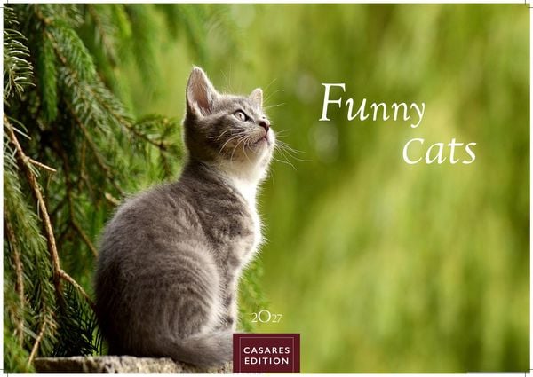 Funny Cats Kalender 2027 – Wandkalender | Fotokalender Tierkalender 35x50cm - Witziger Katzenkalender