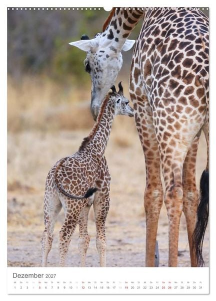 Produktbild: Magie des Augenblicks - Giraffen - Riesen der Savanne (Wandkalender 2027 DIN A2 hoch), CALVENDO Monatskalender