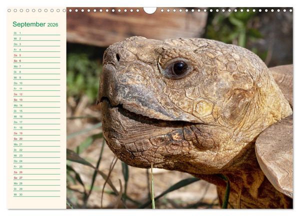 Produktbild: Meine Schildkr&ouml;ten - Geburtstagskalender (Wandkalender 2026 DIN A3 quer), CALVENDO Monatskalender