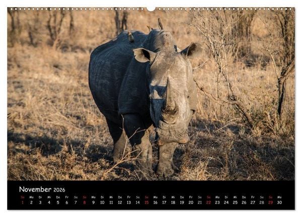 Produktbild: Tier-Momente in Afrika (hochwertiger Premium Wandkalender 2026 DIN A2 quer), Kunstdruck in Hochglanz