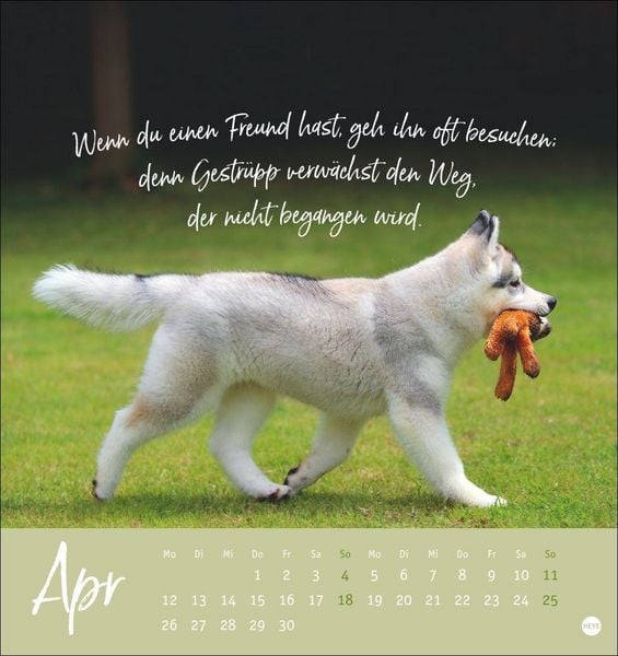 Produktbild: Ziemlich beste Freunde Postkartenkalender 2027 - F&uuml;r immer dein