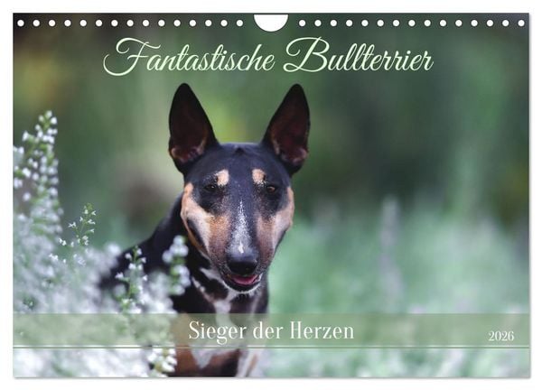 Fantastische Bullterrier - Sieger im Herzen (Wandkalender 2026 DIN A4 quer), CALVENDO Monatskalender