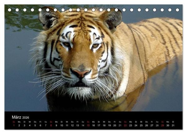Produktbild: Welt der Tiere (Tischkalender 2026 DIN A5 quer), CALVENDO Monatskalender