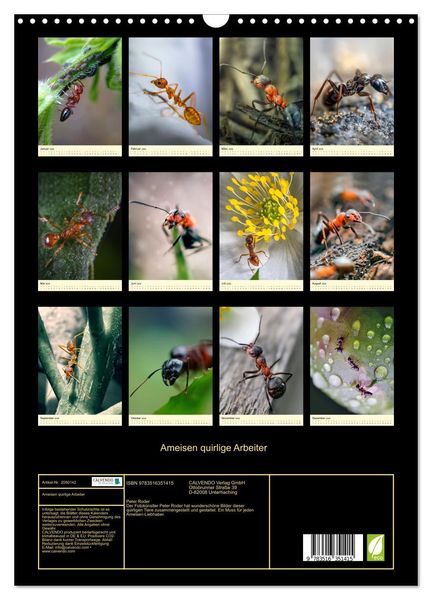 Produktbild: Ameisen quirlige Arbeiter (Wandkalender 2026 DIN A3 hoch), CALVENDO Monatskalender