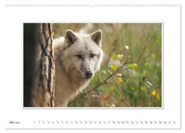 Produktbild: Emotionale Momente: Polarw&ouml;lfe. / CH-Version (hochwertiger Premium Wandkalender 2026 DIN A2 quer), Kunstdruck in Hochglanz