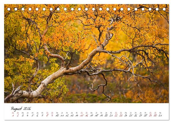 Produktbild: Im Atem der B&auml;ume (Tischkalender 2026 DIN A5 quer), CALVENDO Monatskalender