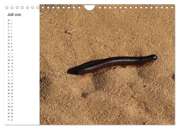 Produktbild: Namibia - Tierische Vielfalt (Planer) (Wandkalender 2026 DIN A4 quer), CALVENDO Monatskalender