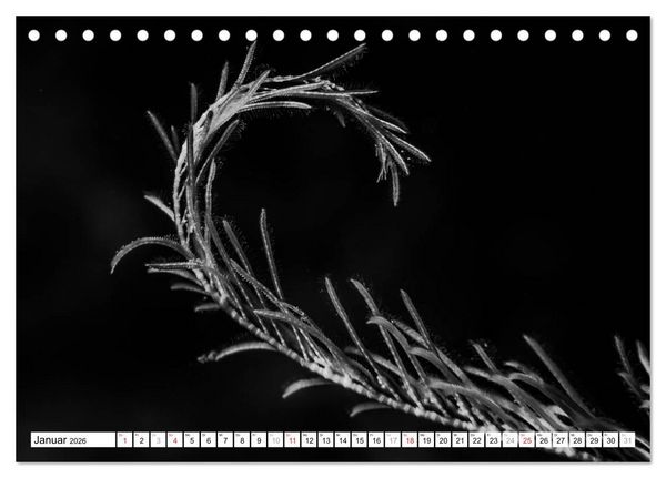 Produktbild: Unterwasser Makros - schwarz weiss 2026 (Tischkalender 2026 DIN A5 quer), CALVENDO Monatskalender